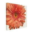 thumbnail image 2 of Trademark Fine Art 'Vivid Daisy' Canvas Art by Danhui Nai, 2 of 3