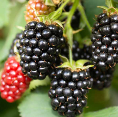 Set 2 Triple Crown Thornless Blackberry Plants Live for Planting, Thornless BlackBerry Plants for Indoor Garden 4 to 6 Inch Tall