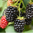 thumbnail image 4 of Set 2 Triple Crown Thornless Blackberry Plants Live for Planting, Thornless BlackBerry Plants for Indoor Garden 4 to 6 Inch Tall, 4 of 6