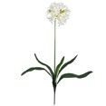 thumbnail image 2 of 29" African Lily Stem (Set of 12) White, 2 of 2