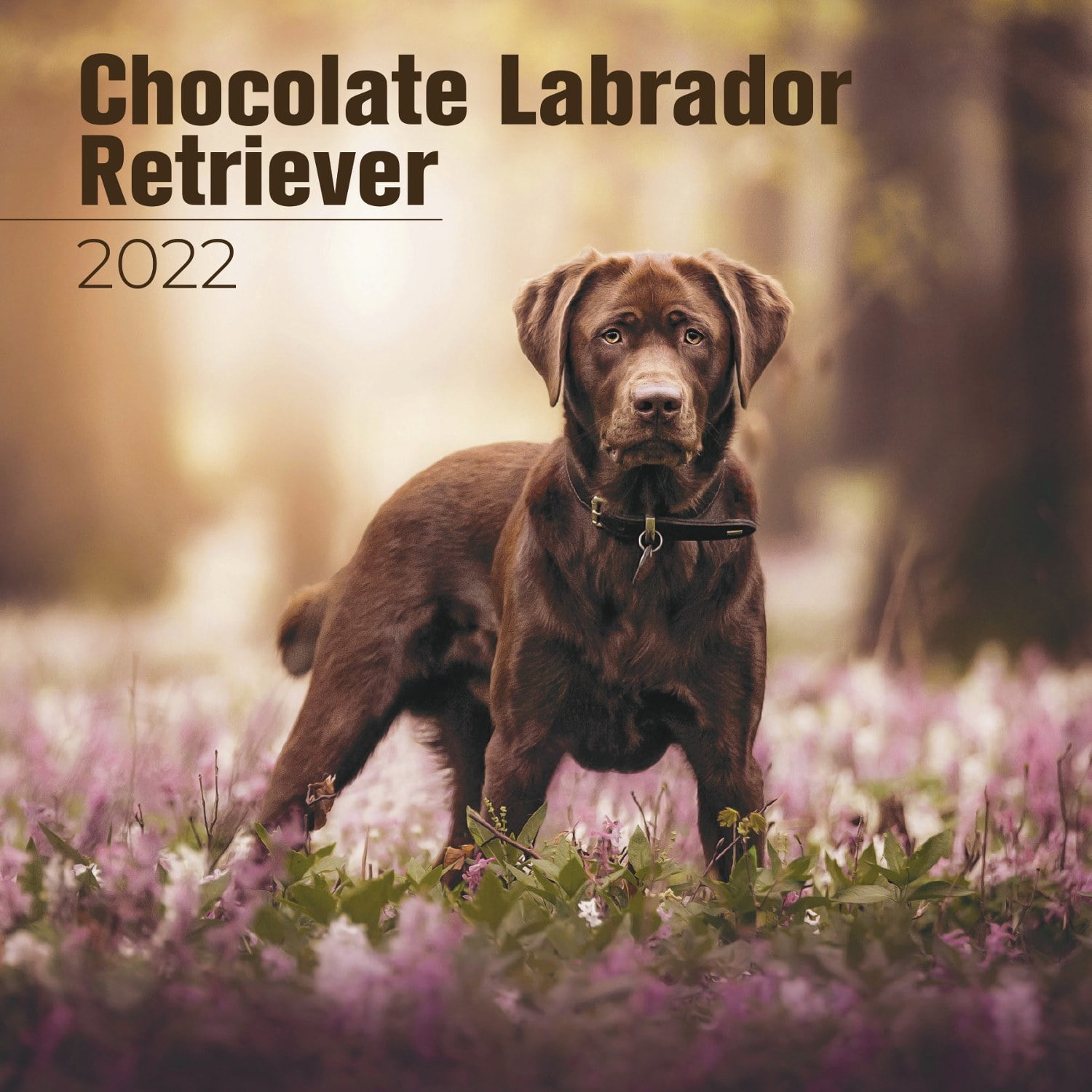 Chocolate Lab Retriever Calendar 2021-2022 - Dog Breed Monthly Wall Calendar - Made In Usa - 12 X 24 (Open) - Planner Calendar For Organizing & Planning - Walmart.com