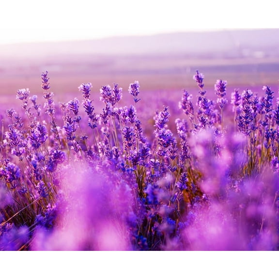 2,000 Lavender Seeds for Planting - Grow a Stunning Patch of Lavender