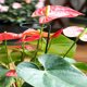 thumbnail image 4 of LITINKIMI 5Ud Estacas De Apoyo Para Plantas De Hogar Color Ligero Y, 4 of 8