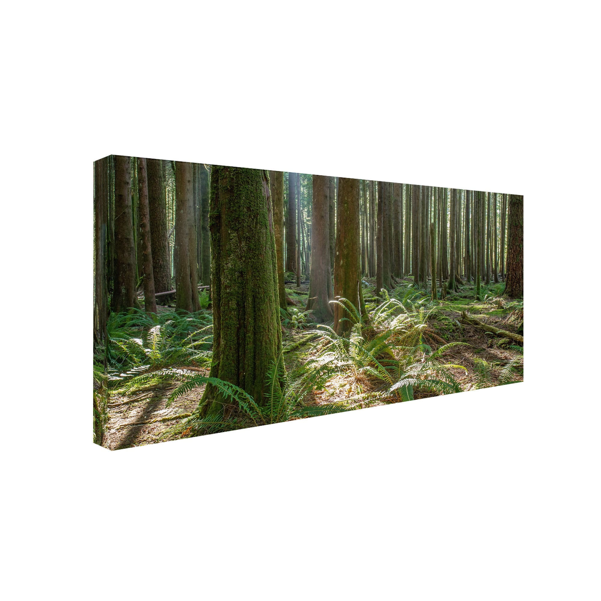 Trademark Fine Art "Forest" Canvas Art by Pierre Leclerc