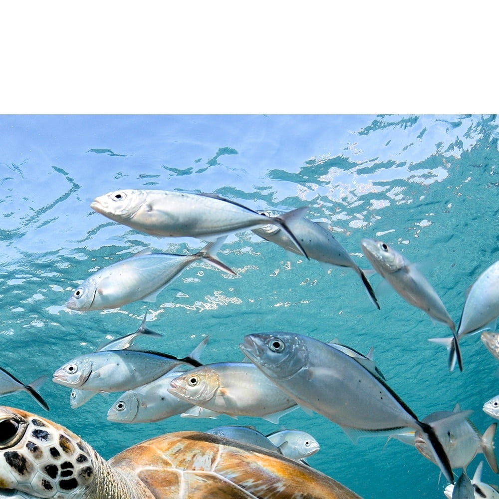 Under the Sea Animals-14"x14" Canvas Artwork - Multi-Color 30 x 30