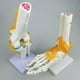 thumbnail image 5 of Kits de modelo de codo de articulación del cuerpo anatómico 1: 1 para niños, juguetes, suministros de laboratorio, 5 of 6
