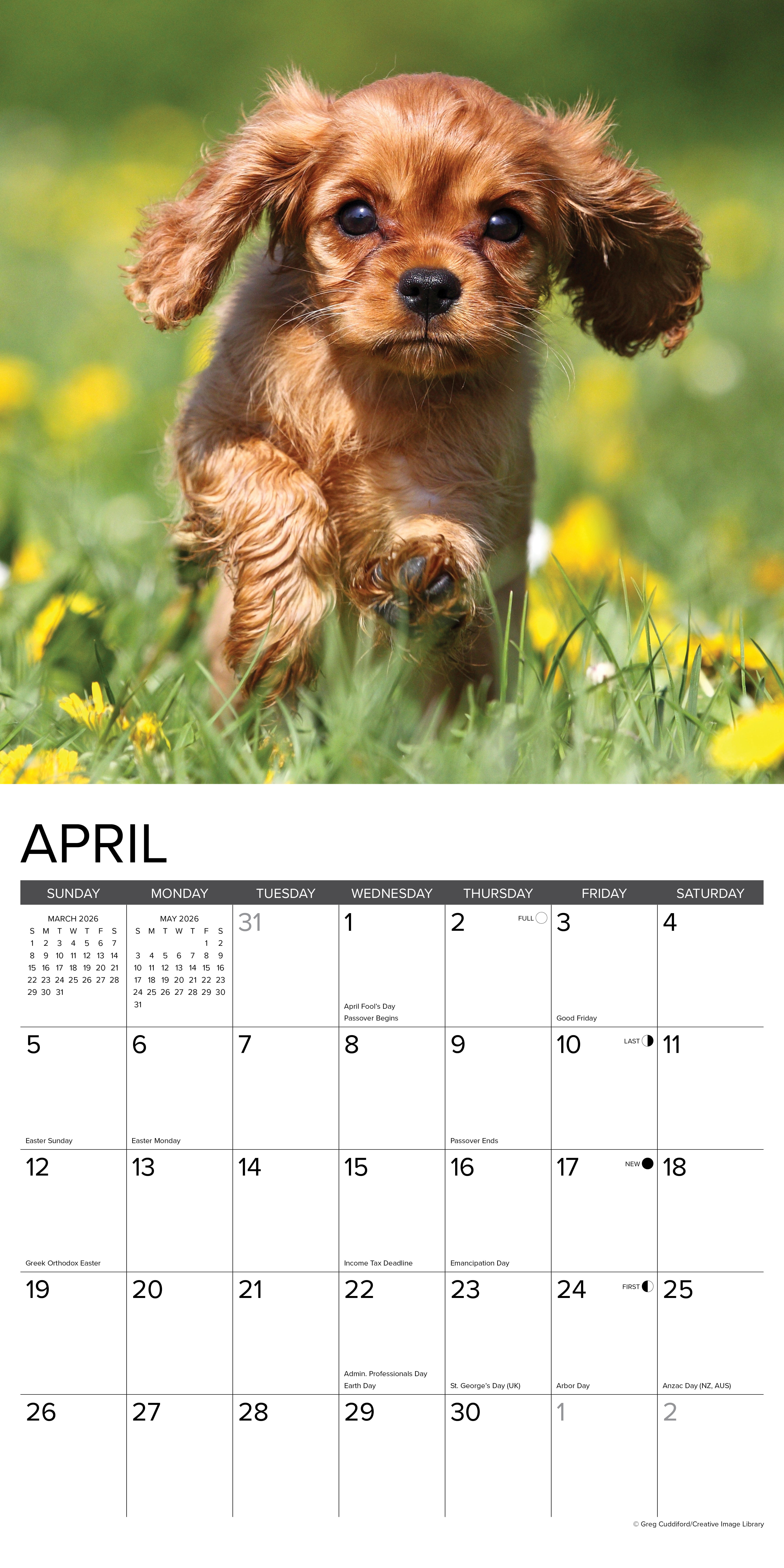 Cavalier King Charles Spaniel Puppies 2026 Wall Calendar