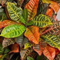 thumbnail image 4 of Nearly Natural 5.5ft. Croton Artificial Plant in Orange Planter (Real Touch), Green, 4 of 4