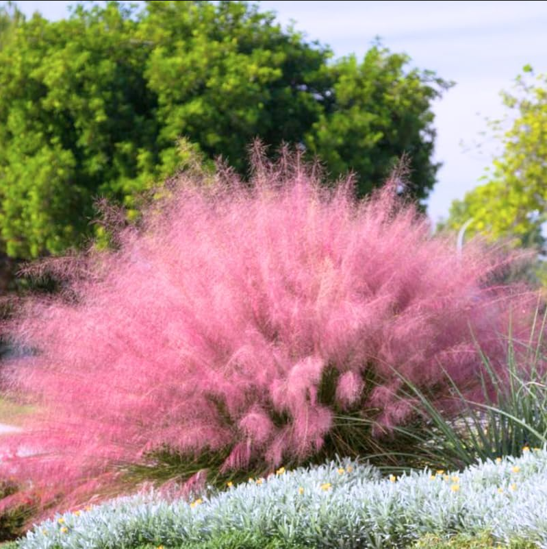 Muhly Grass Pink Live Starter Plant for Planting, Ornamental Grass Live Plant for Growing Indoor, Outdoor, 4 to 6 Inch Tall, Ship No Pot