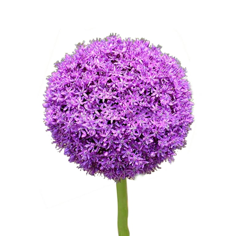 Hydrangea4936　0705 VOGDORA 100 Hydrangea Flower Seeds, Blue Pink Purple