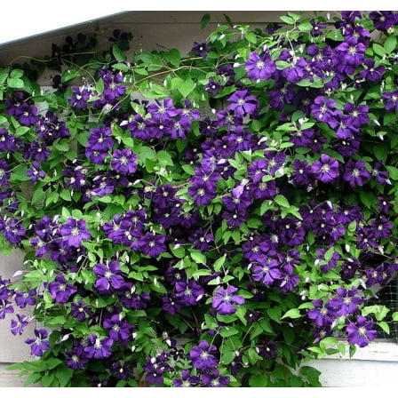 Jackmani Superba Clematis Vine - 2.5" Pot