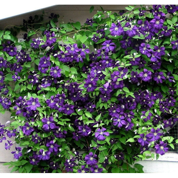 Jackmani Superba Clematis Vine - 2.5" Pot