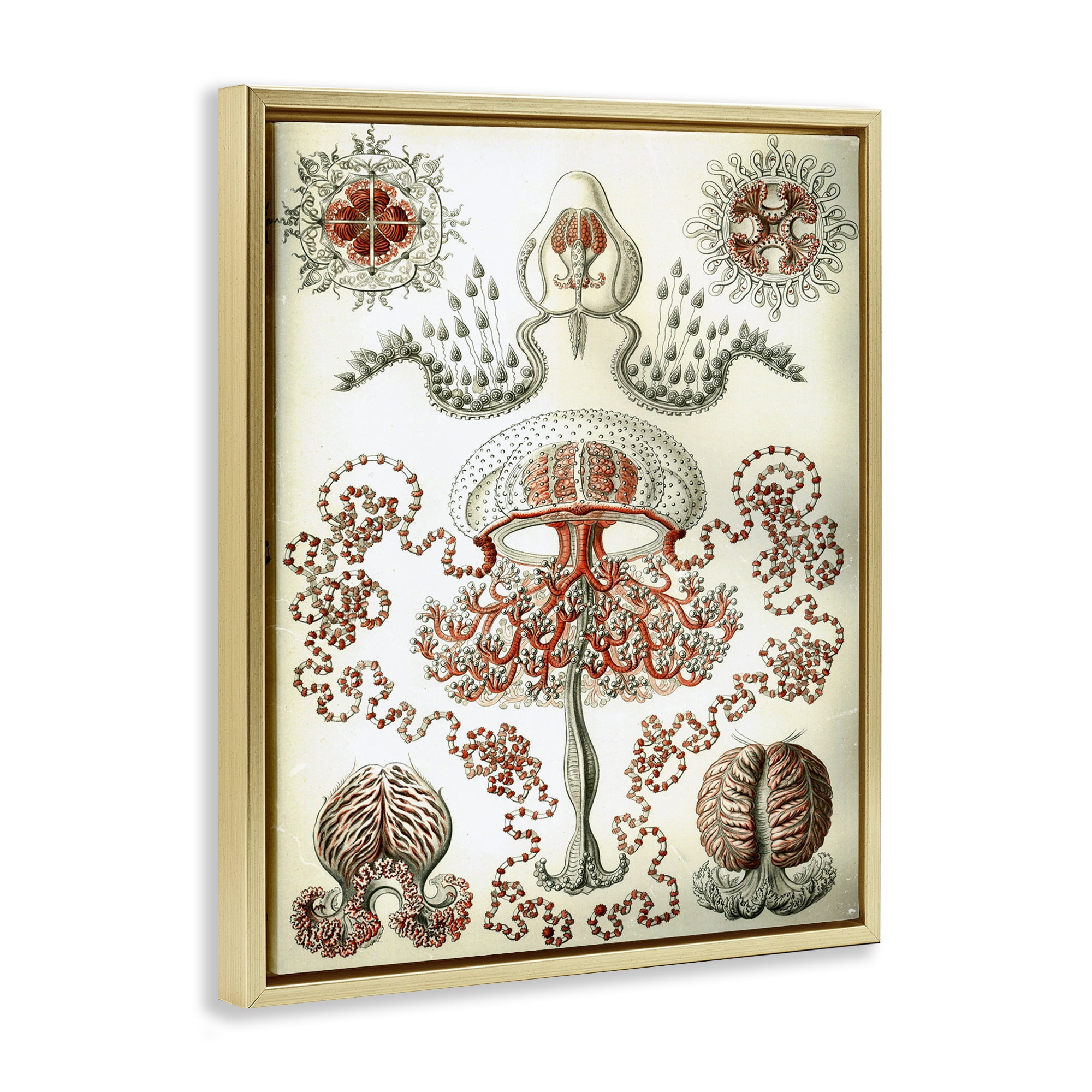 Stupell Industries Classic Haeckel Diagram STEM Painting Gold Floater Framed Canvas Art Print Wall Art, 17 x 21
