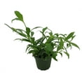 thumbnail image 3 of Fire Lipstick Plant - 4" Pot - Aeschynanthus radicans, 3 of 4