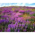 thumbnail image 2 of Talbot Frank, Christopher 14x12 White Modern Wood Framed Museum Art Print Titled - California, Cuyamaca Rancho SP Lupine flowers, 2 of 4