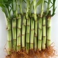 thumbnail image 4 of Lucky Indoor Bamboo - Live Plants - Ships Bare Root - 10-Pack of 4 Inch Straight Stalks - Air Purifying Feng-Shui Zen Garden Houseplants, 4 of 5