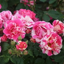 Own-Root One Gallon Candy Land Climbing Rose by Heirloom Roses