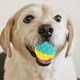 thumbnail image 2 of GOOHOCHY Pelota para morder para perros, juguete interactivo para perros, pelota para morder para cachorros, 2 of 8