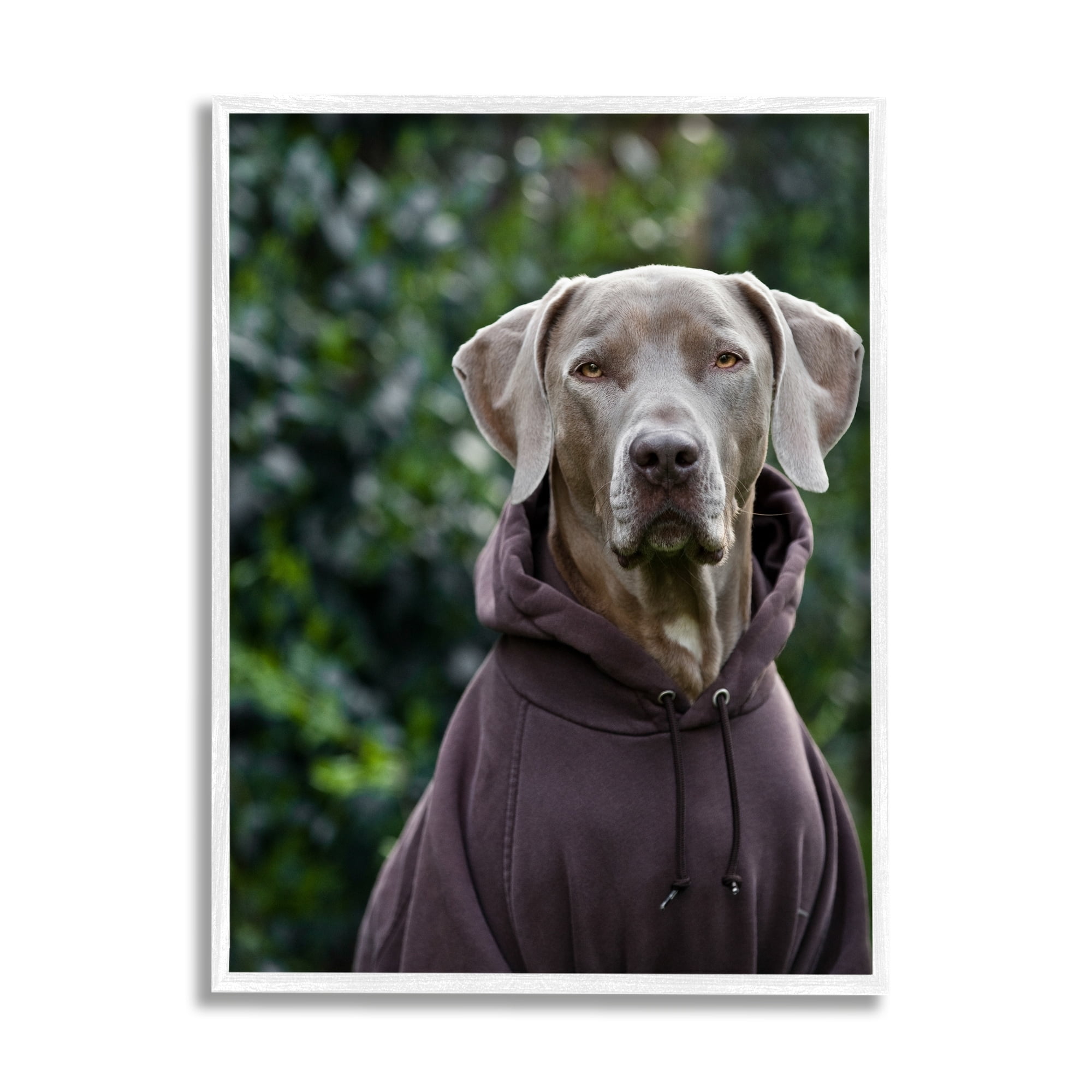Stupell Industries Labrador Dog Wearing Sweatshirt Hoodie Detailed Photography Photograph White Framed Art Print Wall Art, Design by Michael Brian