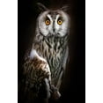 thumbnail image 2 of Pascual Buye, Santiago 23x32 Gold Ornate Wood Framed with Double Matting Museum Art Print Titled - Long-Eared Owl Portrait, 2 of 4