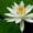White Lotus Flower, variant on Elephant Stock Red Flower Bloom Wall Art - Horizontal Canvas Wall Art - Living Room Wall Decor - Floral And Botanical Canvas - Red And Black Decor - 12" x 8"