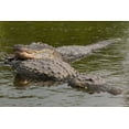 thumbnail image 2 of Illg, Cathy and Gordon 32x23 Gold Ornate Wood Framed with Double Matting Museum Art Print Titled - FL, Male alligator displays courtship behavior, 2 of 4