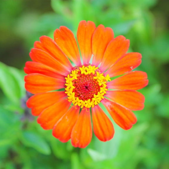 Zinnia Flower Garden Seeds - Profusion Series - Fire - 500 Seeds - Annual Flower Gardening Seed - Zinnia hybrida