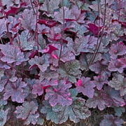 Heuchera, Midnight Rose, Coral Bells, Flowering Plant - Pot Size: 5in - Flowers