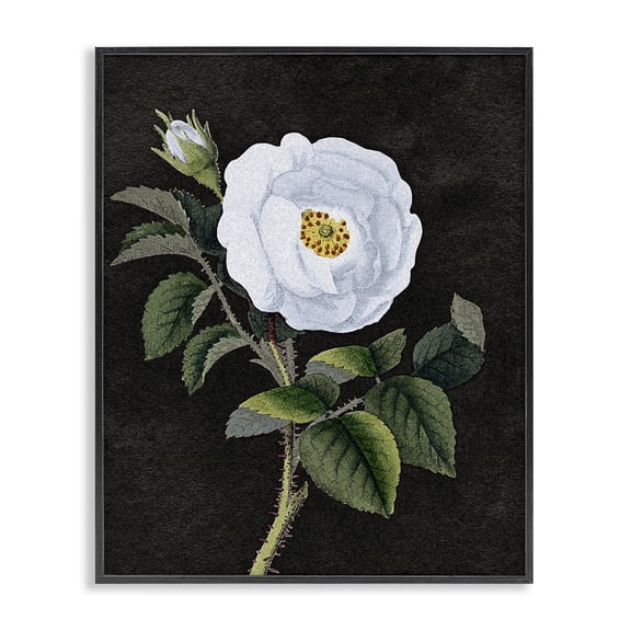 Stupell Industries Eclectic White Poppy Illustration Vintage Black Framed Giclee Art, 11 x 14, by Lil' Rue