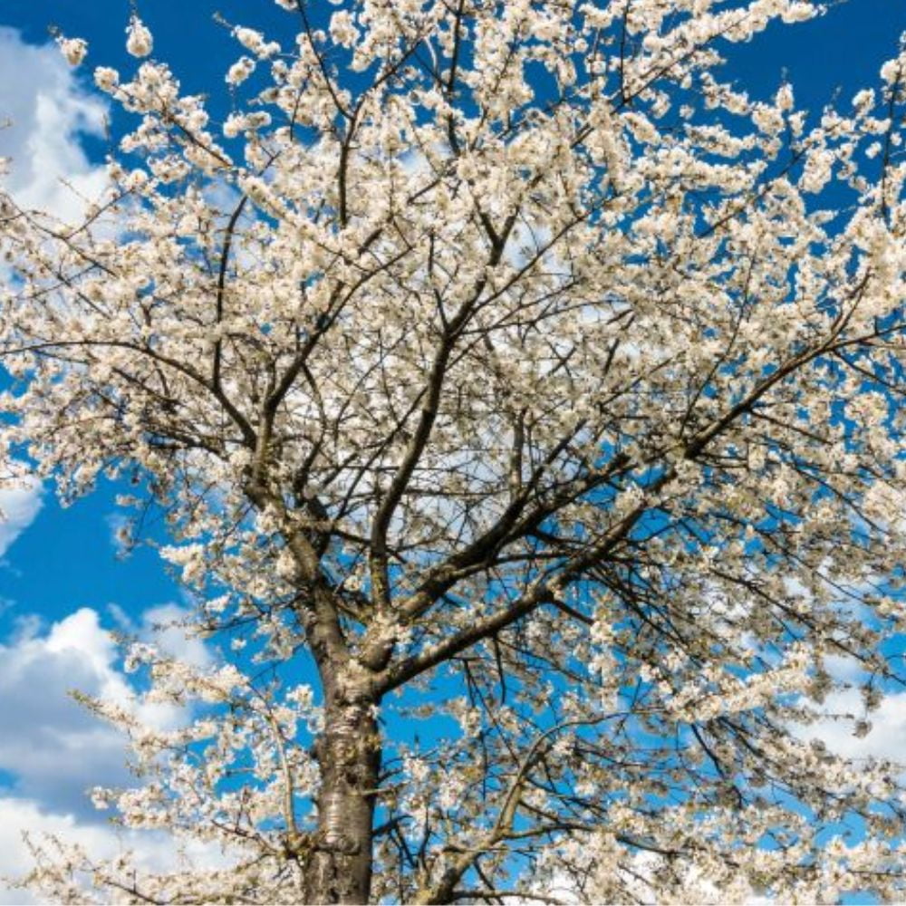 Expert Gardener 3-4 ft tall Lapins Fruiting Cherry Live Tree in 7-Gallon Grower Pot
