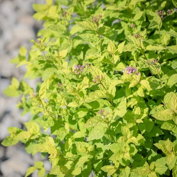Goldmound Spirea - 3 Gallon Pot