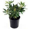 thumbnail image 3 of Dark Lord Rhododendron, 3 of 4