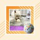 thumbnail image 3 of Methold Juguete para morder para mascotas, juguetes de pelota de entrenamiento, mordedor interactivo antiestrés, entrenador de actividades para Type6 NO6 Methold PT003592-01, 3 of 6
