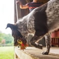 thumbnail image 4 of Juguete para perros PetSafe Busy Buddy Squeeze Meeze Latex Turkey, 4 of 5