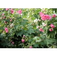 thumbnail image 3 of Cotton Rose -20 Seeds -Hibiscus mutabilis- Pink Flower Tree -Bright Double Flowers -Deck Garden Container Plant-Rosemallow, 3 of 7