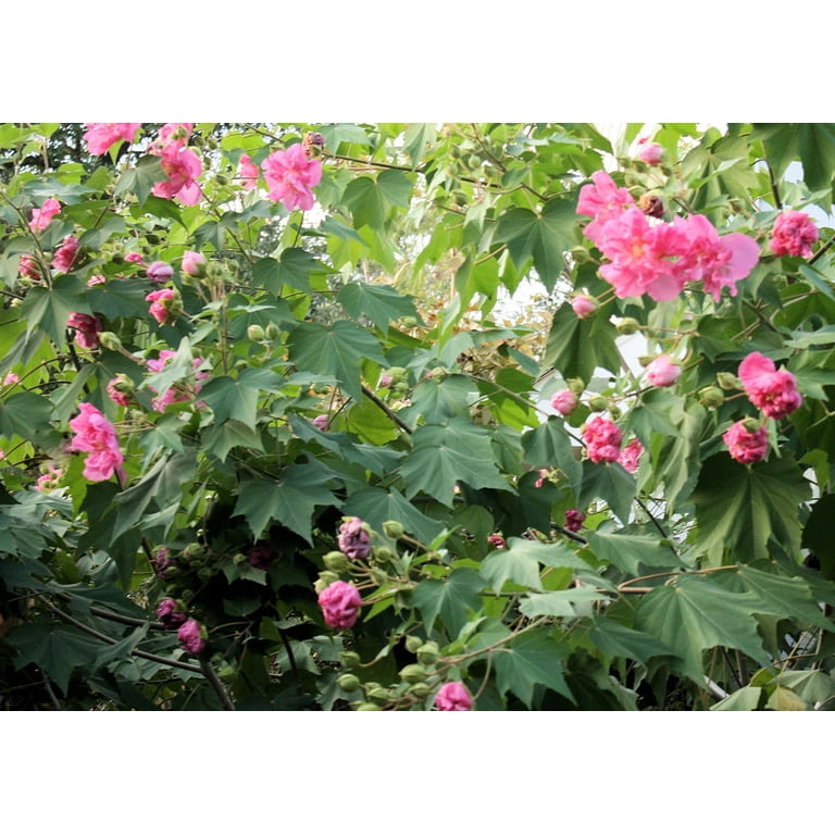 Cotton Rose -20 Seeds -Hibiscus mutabilis- Pink Flower Tree -Bright Double Flowers -Deck Garden Container Plant-Rosemallow