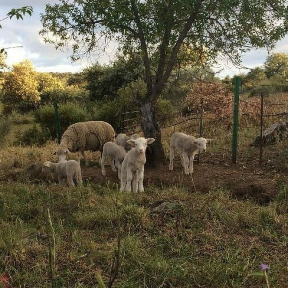 Josephine Foster - No Harm Done - Music & Performance - Vinyl