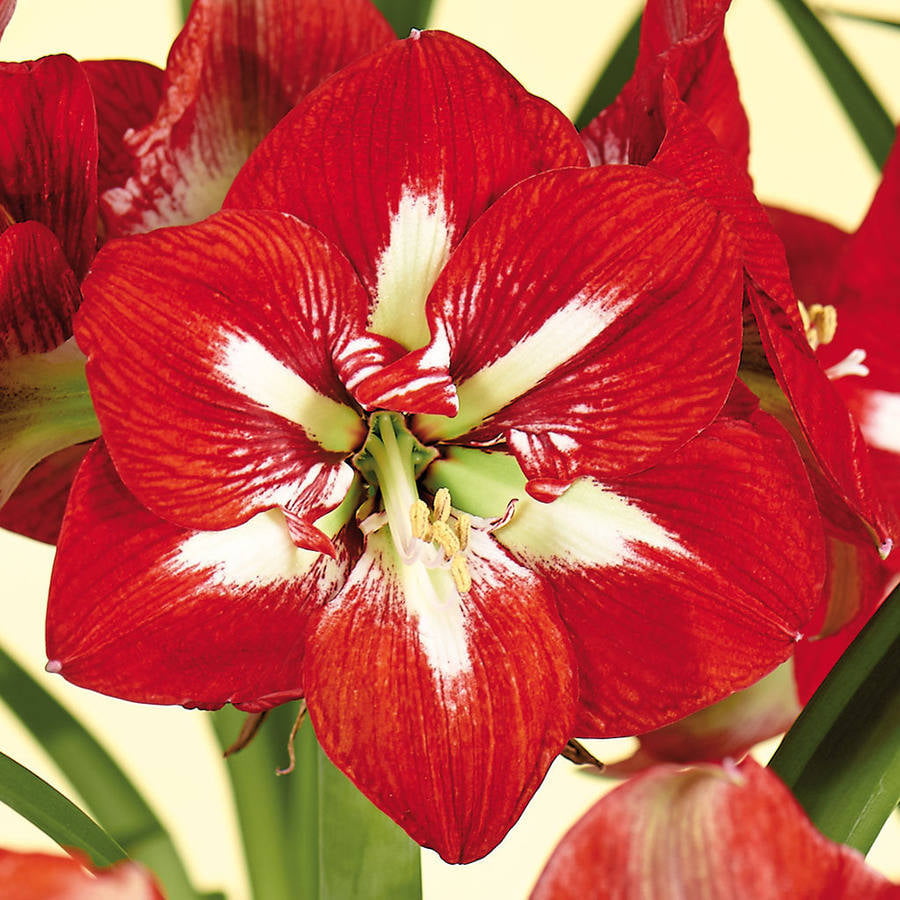 Amaryllis Red Hippeastrum Flowers Barbados Lily Balcony Plants Garden H 2 Bulbs