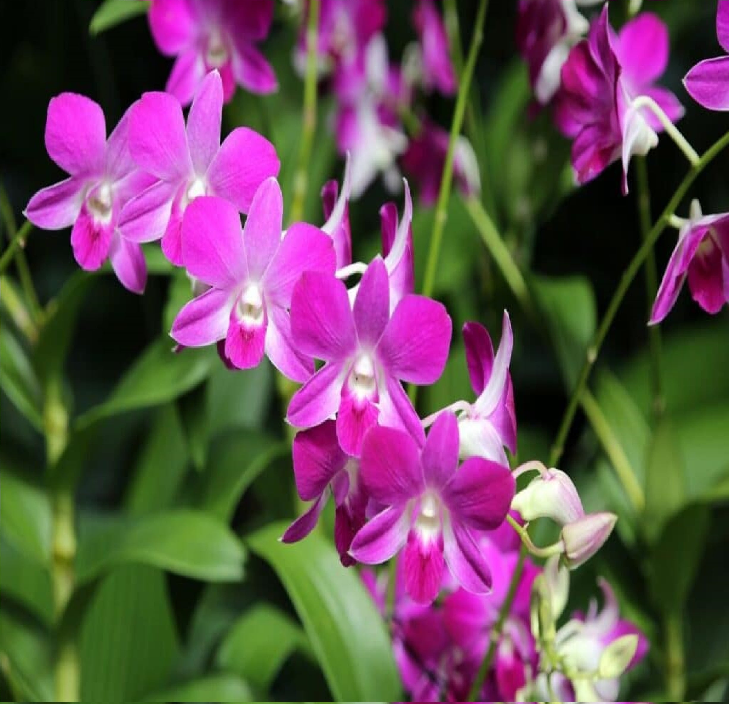 Purple Live Dendrobium Orchid Plant 6-10" Tall in 2.5 Inch Pot Sun