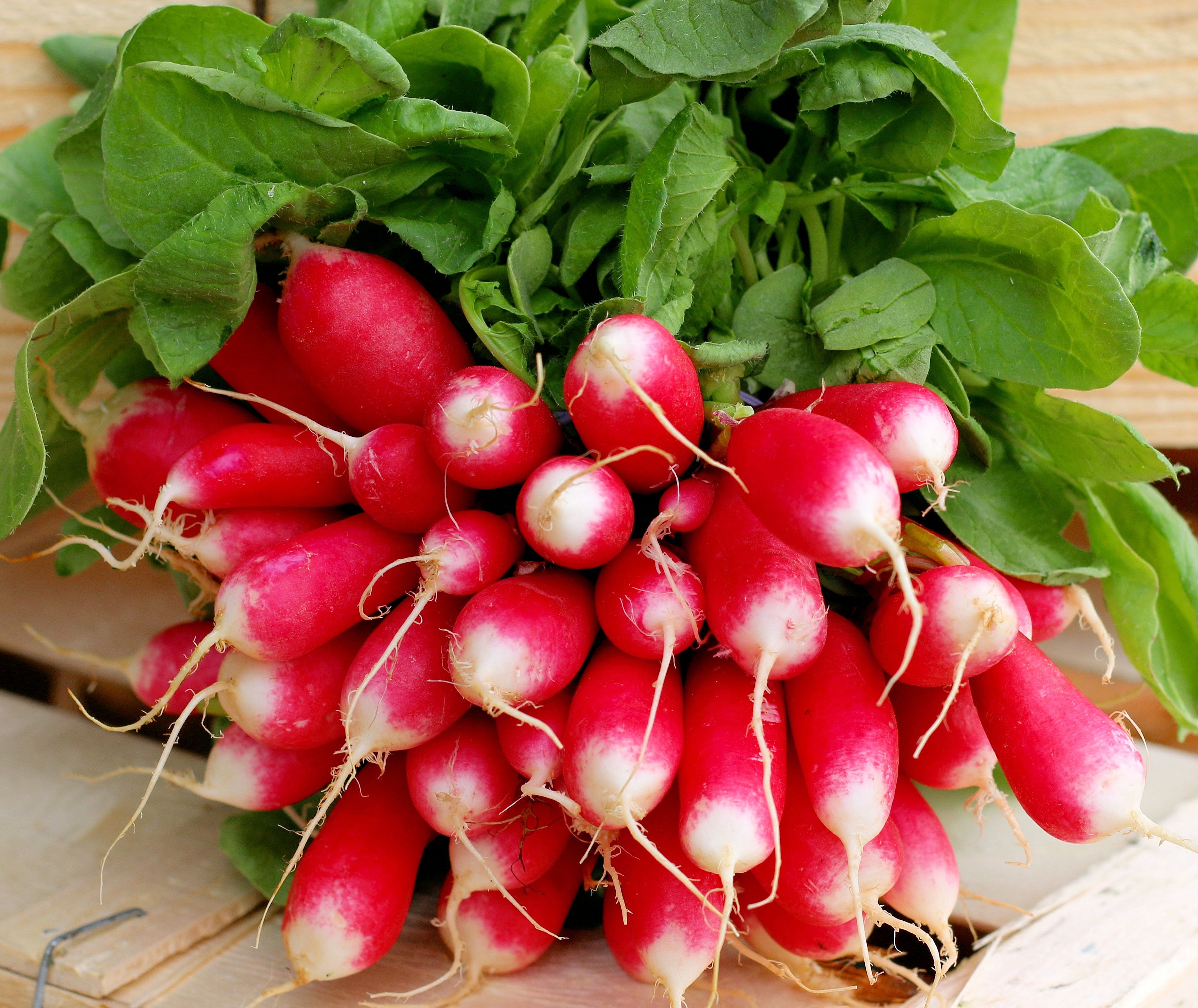 SEEDS = = 100 Premium Seeds French Breakfast Radish Garden Vegetable