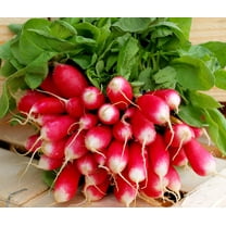 SEEDS = = 100 Premium Seeds -French Breakfast Radish -Garden Vegetable -Natural NON GMO =A true French classic! Serendipity Seeds
