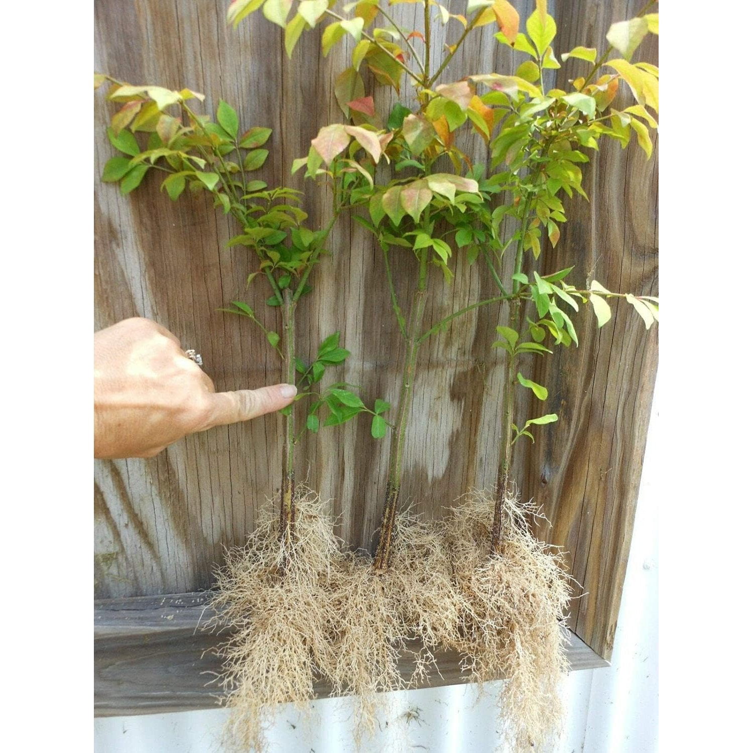 10 Dwarf Burning Bushes - Live Plants - 4-10