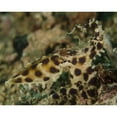 thumbnail image 2 of Blue-ringed octopus  Lembeh Strait  Indonesia Poster Print, 2 of 2