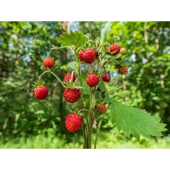 Mignonette Alpine Strawberry Premium Seed Packet