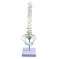 thumbnail image 1 of BELOVING Human Spine Model Desktop Decoration Flexible for Science Study Teaching Aid without femur, 1 of 9