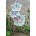 thumbnail image 3 of 30+Seeds| Ismay Morning Glory Seeds - Authentic Seeds ~ GMO Free ~ Flower seeds~ Vegetable seeds~ Asian Garden~ Herbs B5G1#F010, 3 of 5
