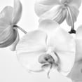 thumbnail image 2 of Poinski, Dianne 26x26 White Modern Wood Framed Museum Art Print Titled - Simply Orchids 1, 2 of 4