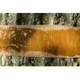 thumbnail image 6 of Tree Tanglefoot Insect Barrier Tub, 15 oz., 6 of 8