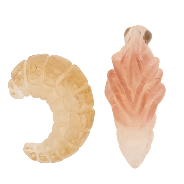 Ciclo de Vida Animal de la Abeja, 4 Piezas Modelo de Crecimiento de Insectos Figuras Figuras Juguetes educativos y de Aprendizaje para ni?os Decoración de Escritorio Amonsee NO