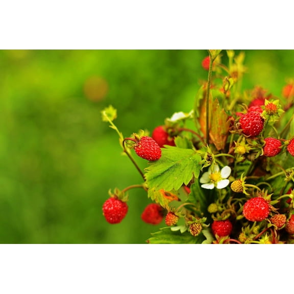 50 Seeds ALEXANDRIA STRAWBERRY Everbearing Alpine Fragaria Vesca Red Berry Fruit White Flower Seeds
